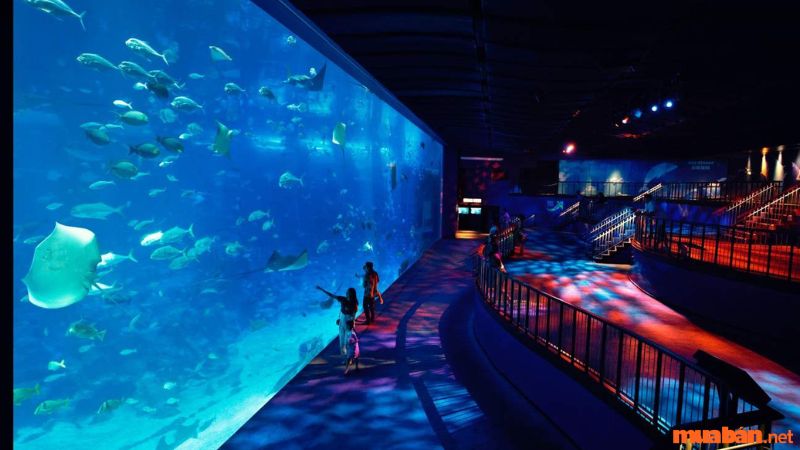 Kinh nghiệm du lịch Singapore - S.E.A Aquarium