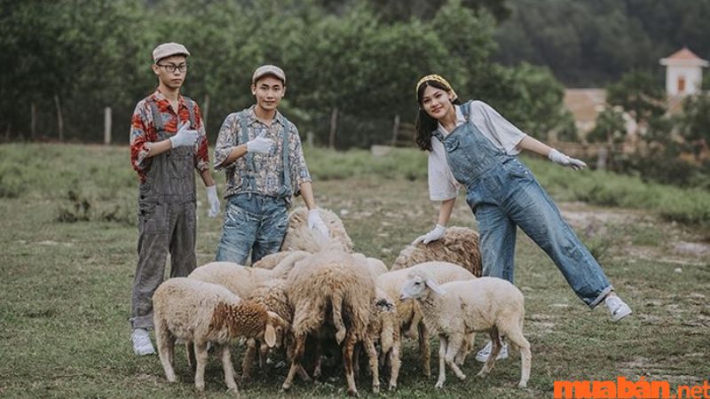 Vinh có gì chơi - Cánh đồng nuôi cừu