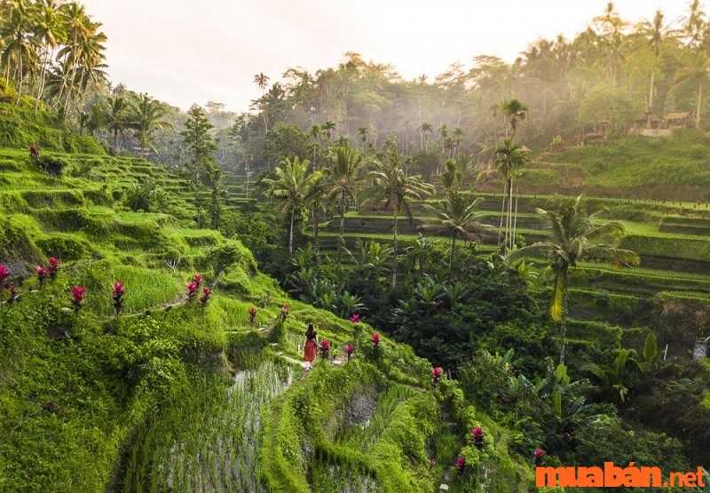 Kinh nghiệm du lịch Bali - Nên ghé làng Ubud