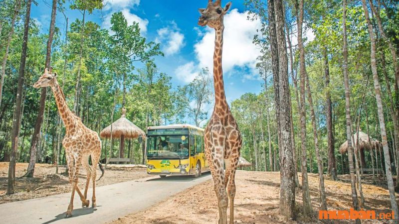 Vườn thú bán hoang dã Vinpearl Safari
