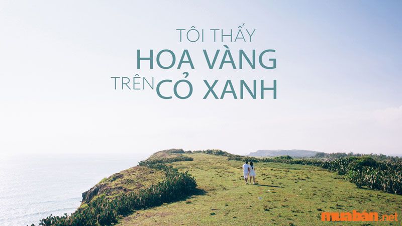 Phú Yên nổi tiếng với hình ảnh hoa vàng cỏ xanh