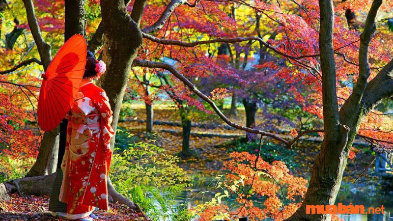 Cảnh quan rừng lá đỏ tuyệt đẹp tại Nhật Bản