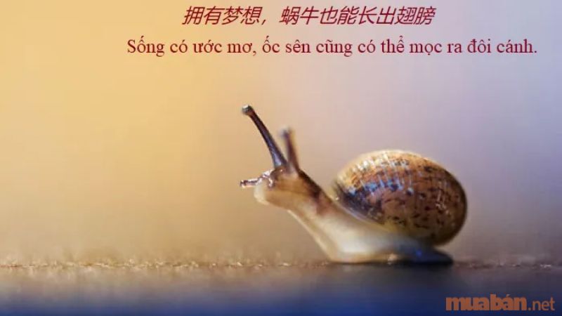 Các câu nói tiếng Trung hay, ý nghĩa trong cuộc sống. 