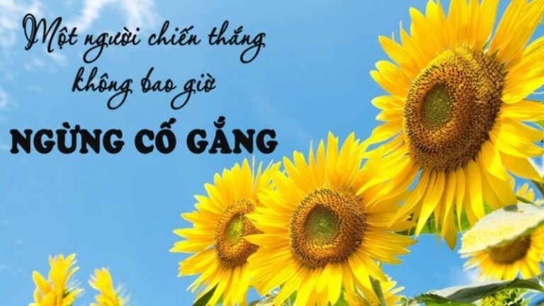 100 câu nói tiếng Anh hay về sự nỗ lực truyền cảm hứng mỗi ngày
