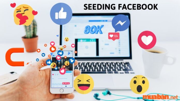 Seeding Facebook là gì ? Quy luật Seeding hiệu quả nhất