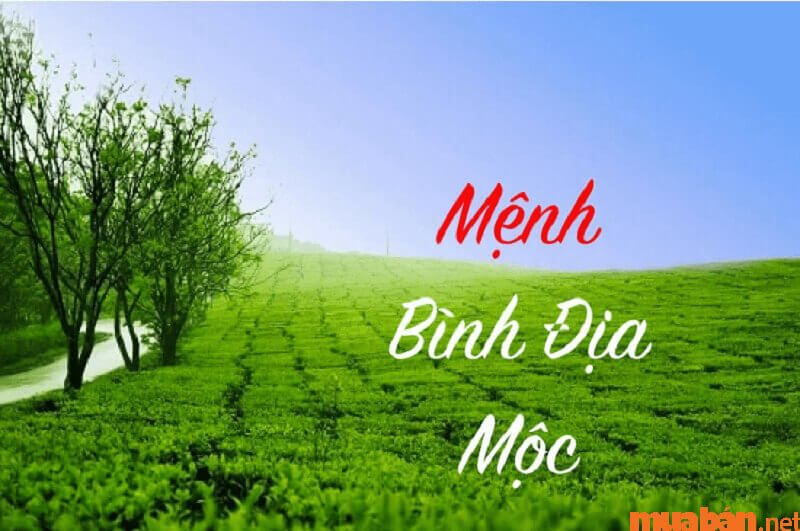 bình địa mộc