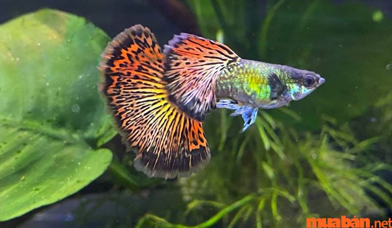 Cá bảy màu rồng với hoa văn vô cùng ấn tượng