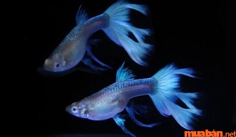 Cá bảy màu được tìm thấy lần đầu tiên ở khu vực Trung Mỹ