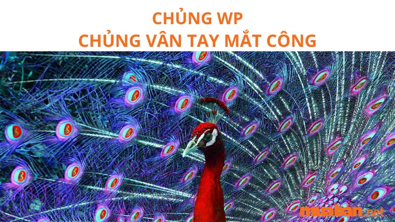 CHUNG WP CHUNG VAN TAY MAT CONG 1