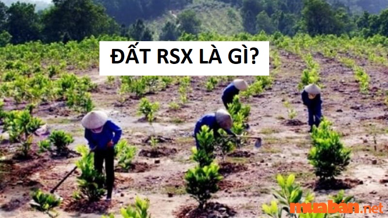 Đất RSX là gì? Quy định về sử dụng đất RSX