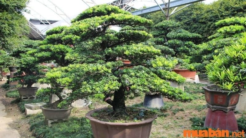Cây Tùng La Hán là loại cây ưa ẩm và phát triển tốt trong điều kiện thiếu ánh sáng.