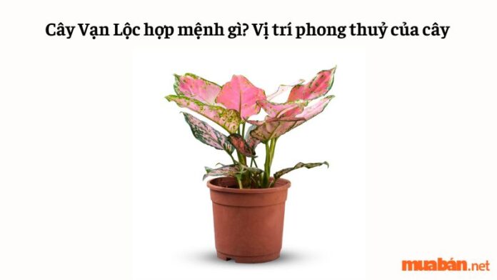 Cây vạn lộc hợp mệnh gì? Vị trí phong thuỷ của cây vạn lộc