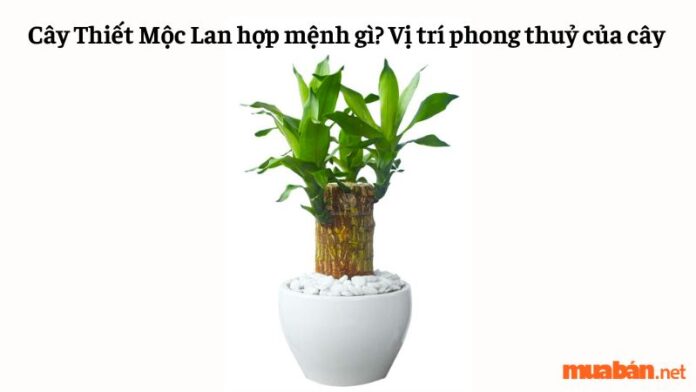 Cây Thiết Mộc Lan hợp mệnh gì? Vị trí phong thuỷ của cây Thiết Mộc Lan