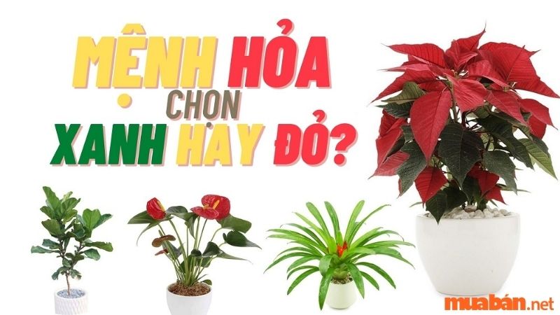 Các loại cây thích hợp cho người mệnh Hoả