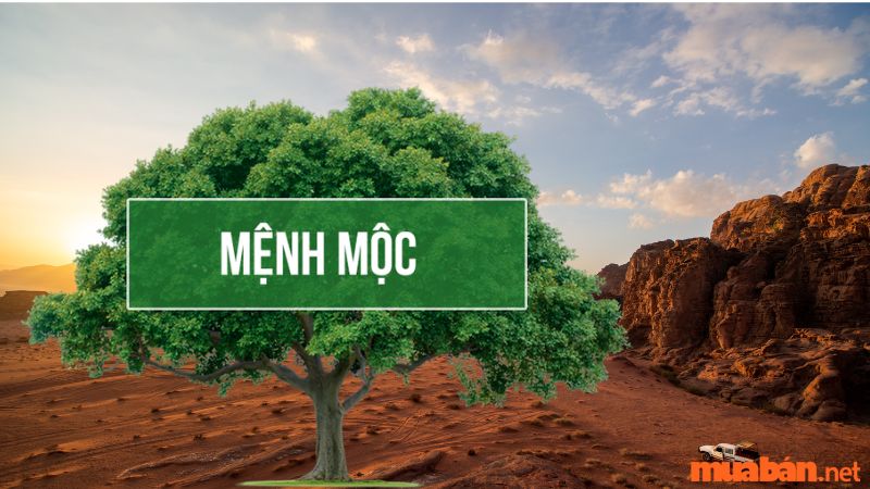 Mệnh Mộc hợp mệnh gì