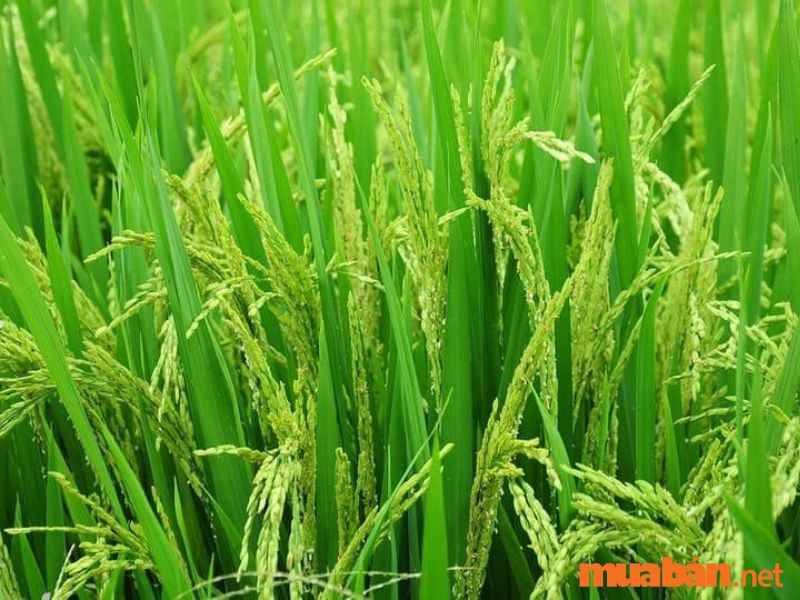 Đất LUK có vai trò quan trọng trong việc sản xuất lúa cho người dân