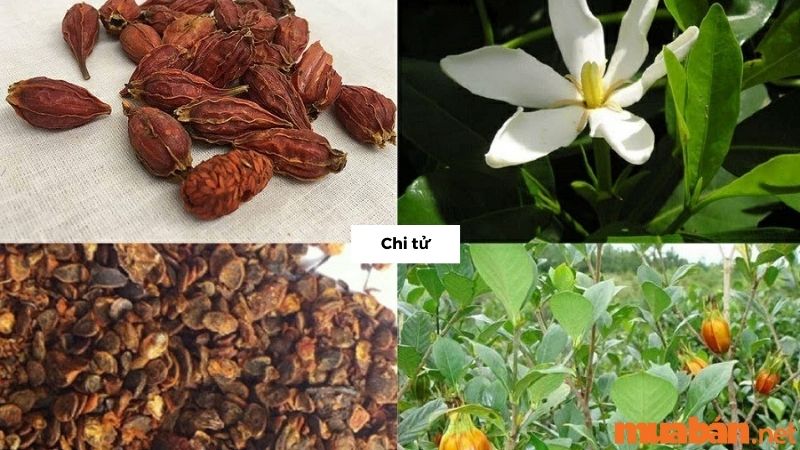 Quả cây Bạch Thiên Hương được dùng trong cả nấu ăn và chữa bệnh