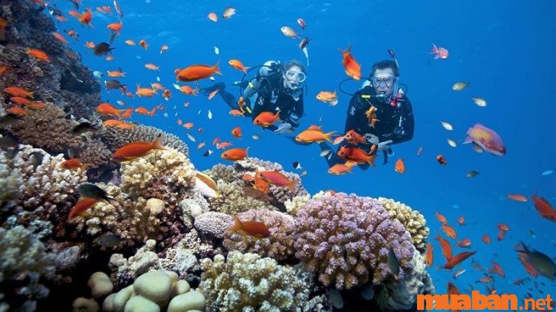 Lặn biển ngắm san hô và động vật biển