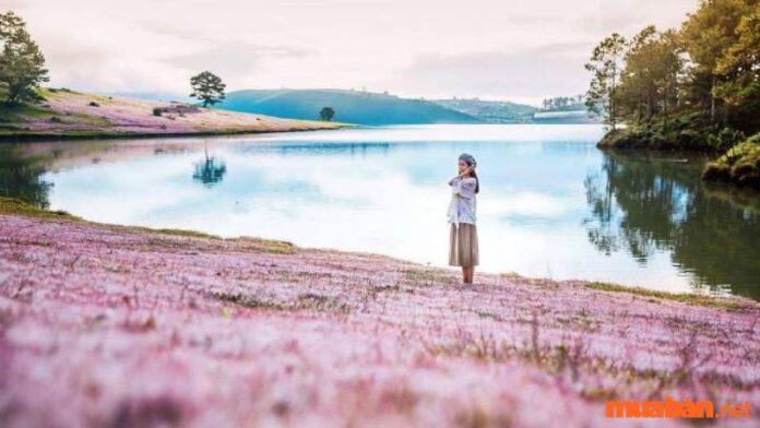 Review 5 đồi cỏ hồng Đà Lạt | Điểm check-in thơ mộng xứ sở ngàn hoa