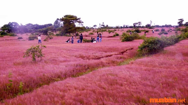 Những trải nghiệm độc đáo tại đồi cỏ hồng Đà Lạt
