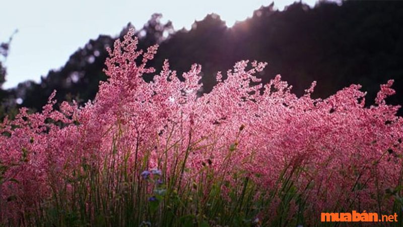 Một vài hình ảnh đẹp về đồi cỏ hồng 