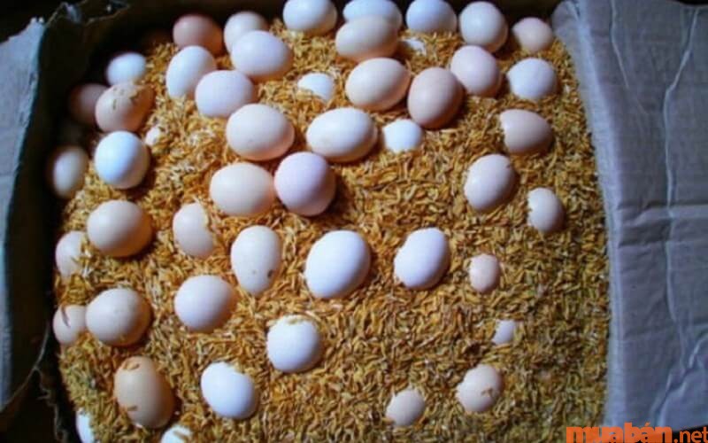 Cách bảo quản trứng gà bằng mùn cưa hoặc vỏ trấu