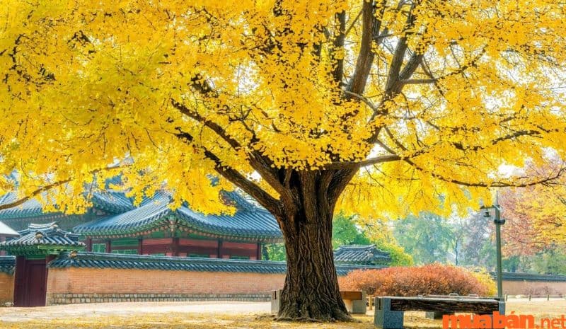 Tháng 11 nên đi du lịch ở đâu - Khung cảnh cuối thu tại Hàn Quốc