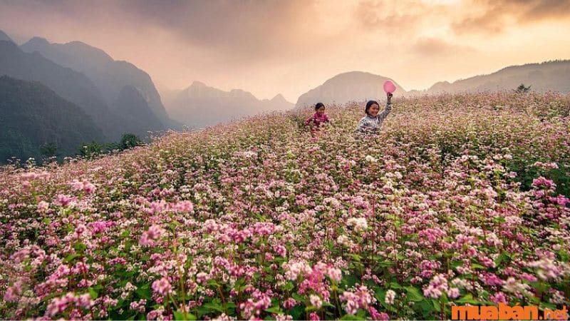 Nếu bạn chưa biết tháng 12 nên đi du lịch ở đâu thì hãy đến check-in hoa tam giác mạch Hà Giang