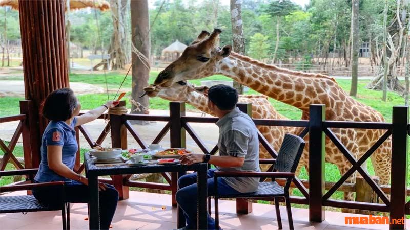 Ghé thăm làng chài Phú Quốc không thể bỏ lỡ nhà hàng Giraffe với những chú hươu cao cổ dễ thương