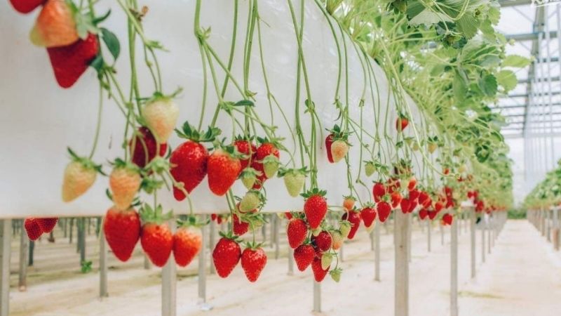 Vườn cà chua baby, dâu tây công nghệ cao