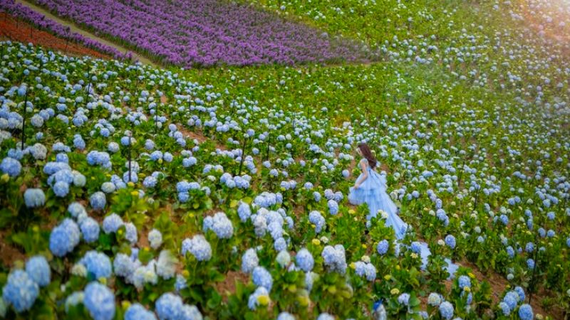 Vườn hoa cẩm tú cầu mới Trại Mát