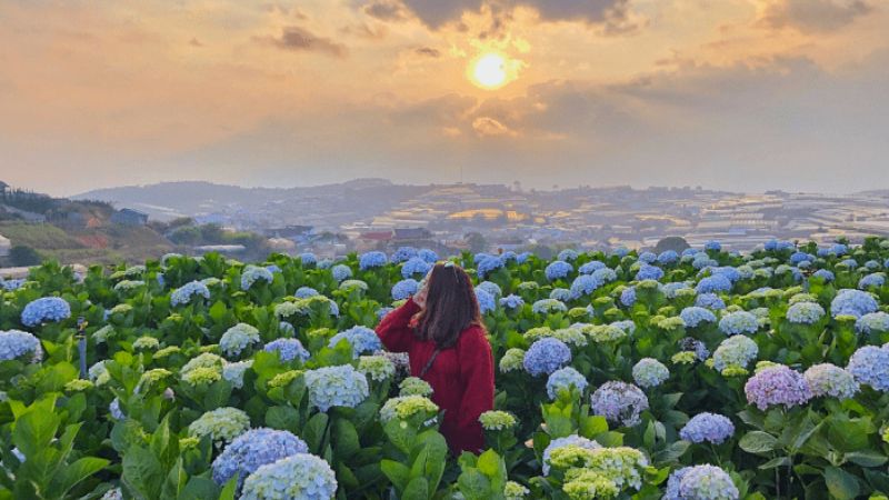 Cánh đồng hoa cẩm tú cầu Xuân Thọ Đà Lạt