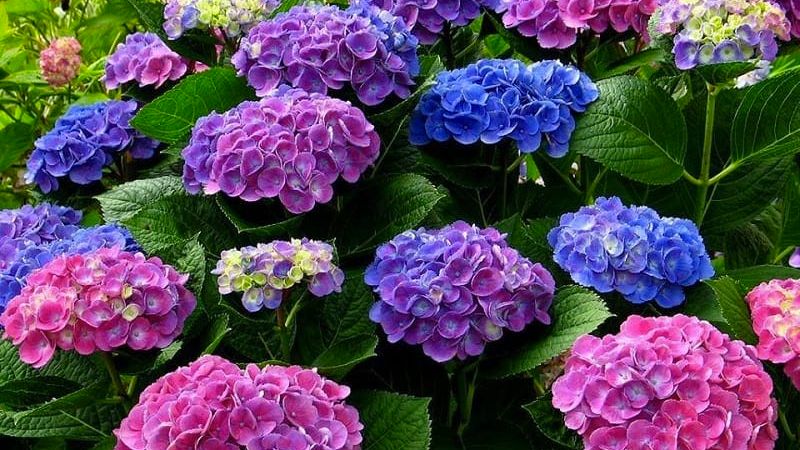 Tips để có những bức hình đẹp khi check-in tại vườn hoa cẩm tú cầu