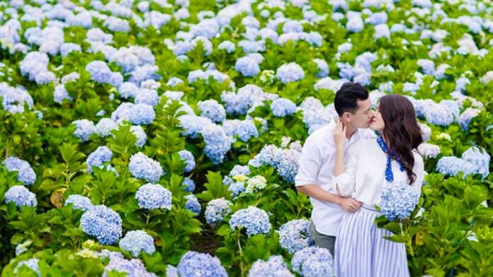 Top 5 vườn hoa cẩm tú cầu đẹp nhất tại Đà Lạt 2023