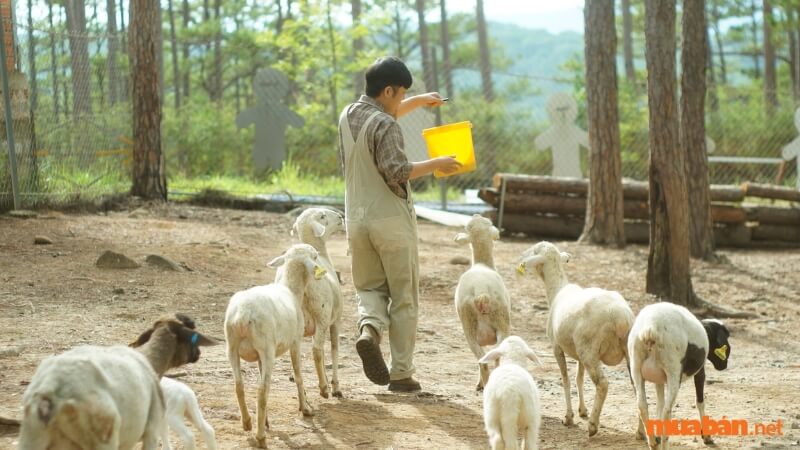 Giá vé tham quan Vườn Thú ZooDoo Đà Lạt