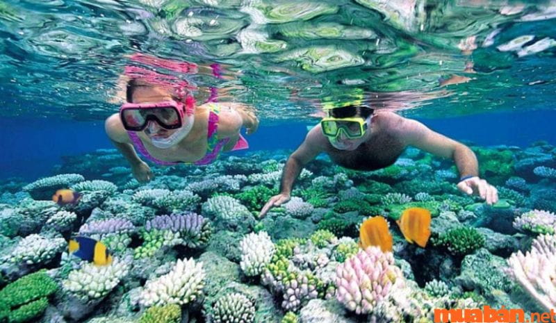 Bạn có thể lặn ngắm san hô, sinh vật biển tại bãi Ông Lang Phú Quốc