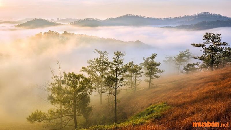 Đồi Đa Phú Đà Lạt