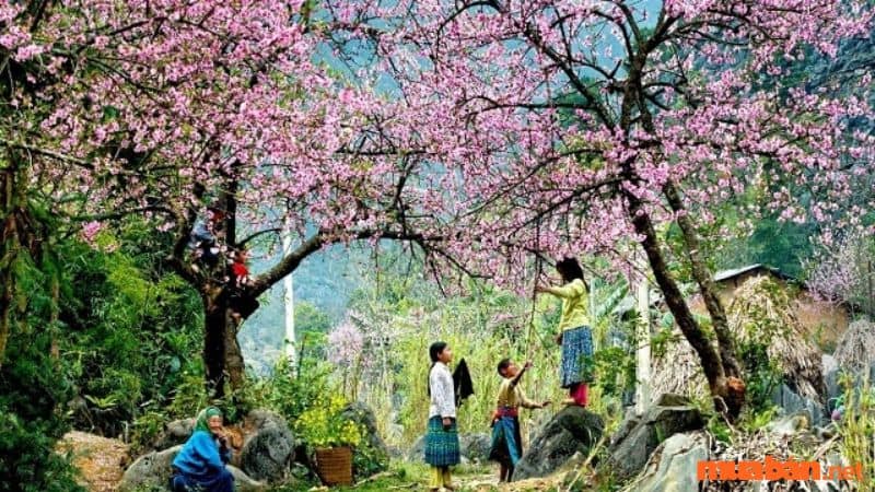 Vườn Đào là một điểm đến lý tưởng cho những ai muốn tận hưởng không khí của mùa xuân