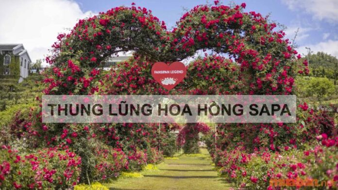 thung lung hoa hồng sapa