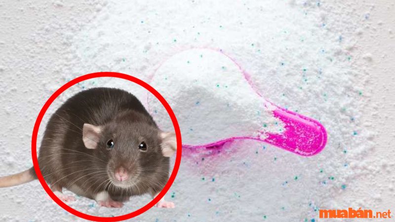 Đuổi chuột bằng bột xà phòng 