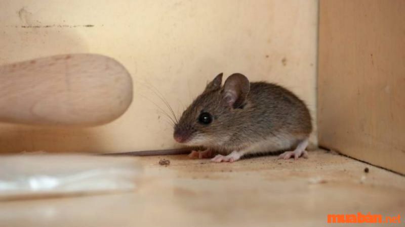 Cách đuổi chuột trong nhà bằng mỡ trăn 