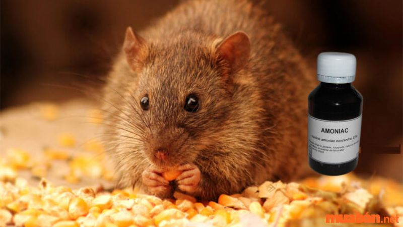 Cách đuổi chuột xạ ra khỏi nhà hiệu quả bằng Amoniac 