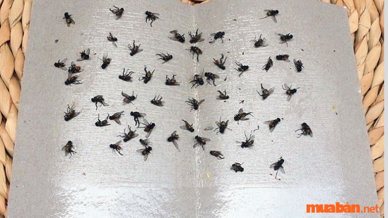 Sử dụng tấm keo dính ruồi 