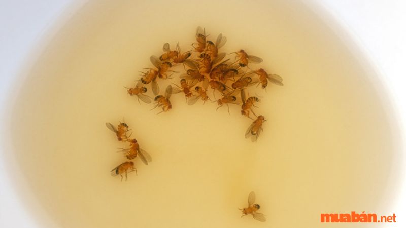 Cách đuổi ruồi ra khỏi nhà bằng mật ong 