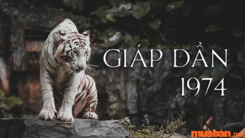 Đôi nét về tuổi Giáp Dần 1974 Đôi nét về tuổi Giáp Dần 1974