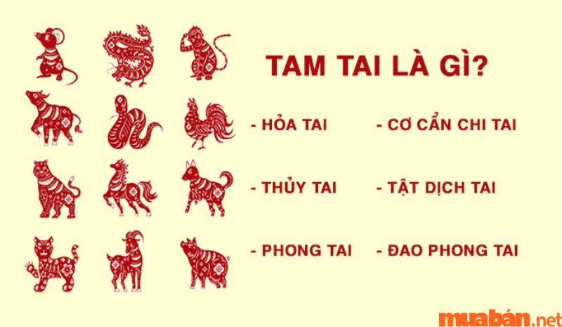 Tử vi Nhâm Ngọ 2002 nữ mạng năm 2024 cho thấy chủ mệnh sẽ gặp hạn Tam Tai