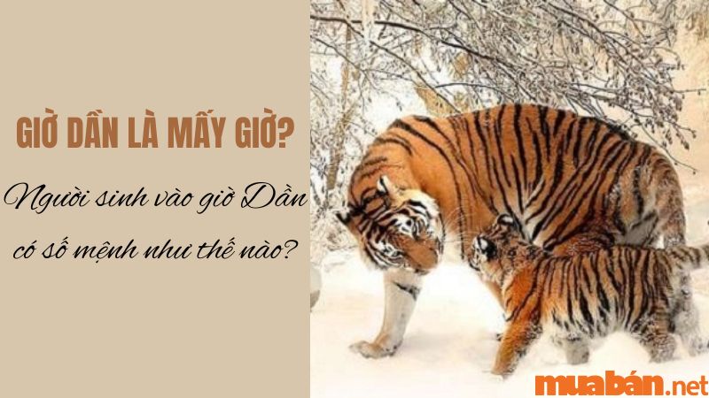 Giờ dần là mấy giờ? Người sinh vào giờ Dần có số mệnh như thế nào?