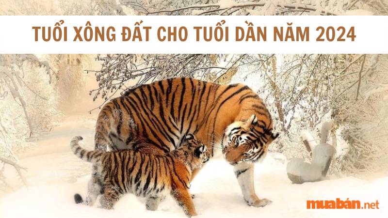 Tuổi xông đất cho tuổi dần năm 2024