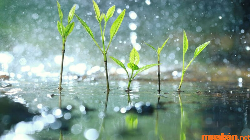 Cơn mưa rào trong Tiết Cốc Vũ là một yếu tố quan trọng trong việc kích thích quá trình sinh sôi nảy nở của cây trồng.