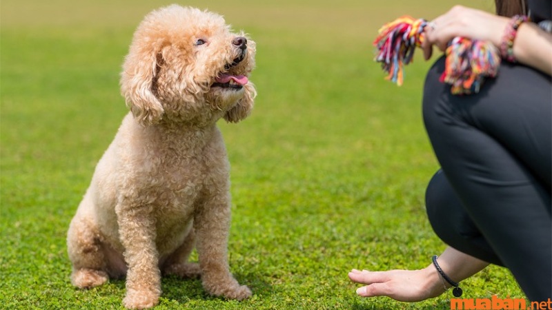 Chó Poodle cần thường xuyên tập thể dục để duy trì sức khỏe.